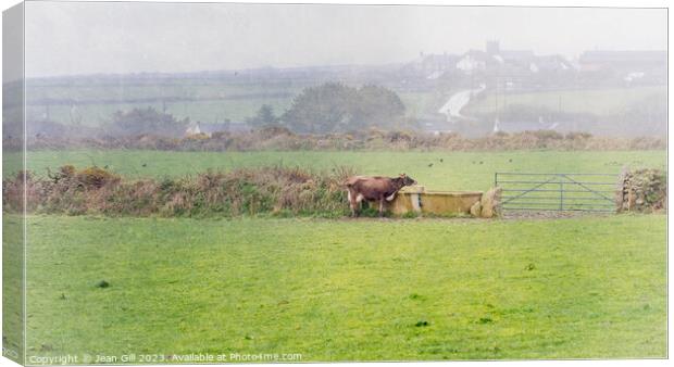 Cornish Landscape with Cow Canvas Print by Jean Gill