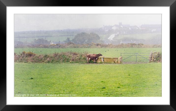 Cornish Landscape with Cow Framed Mounted Print by Jean Gill