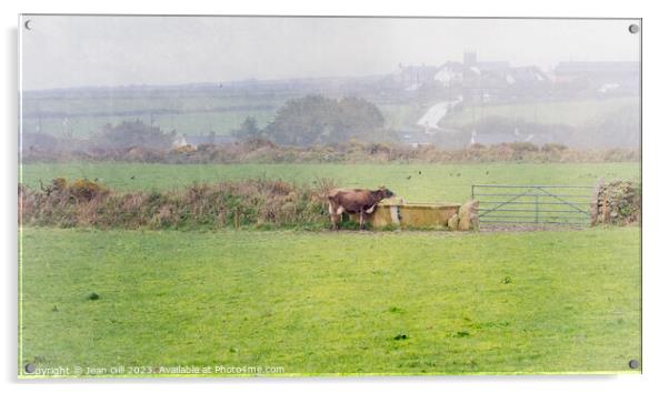 Cornish Landscape with Cow Acrylic by Jean Gill