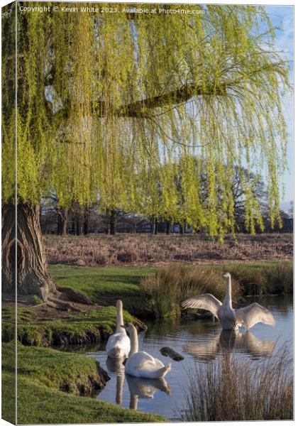 Family of Mute swans Canvas Print by Kevin White