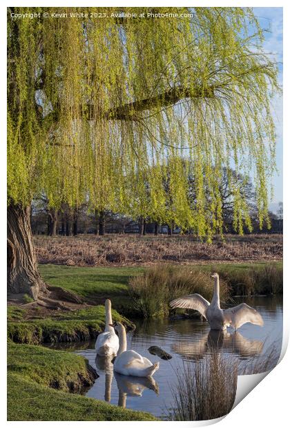 Family of Mute swans Print by Kevin White