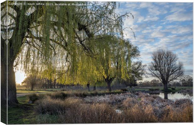 Weeping Willow tree catches the light of  morning sunrise Canvas Print by Kevin White