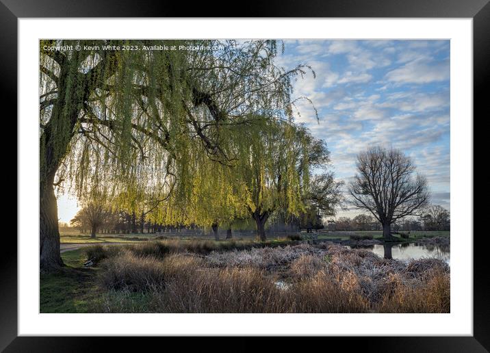 Weeping Willow tree catches the light of  morning sunrise Framed Mounted Print by Kevin White