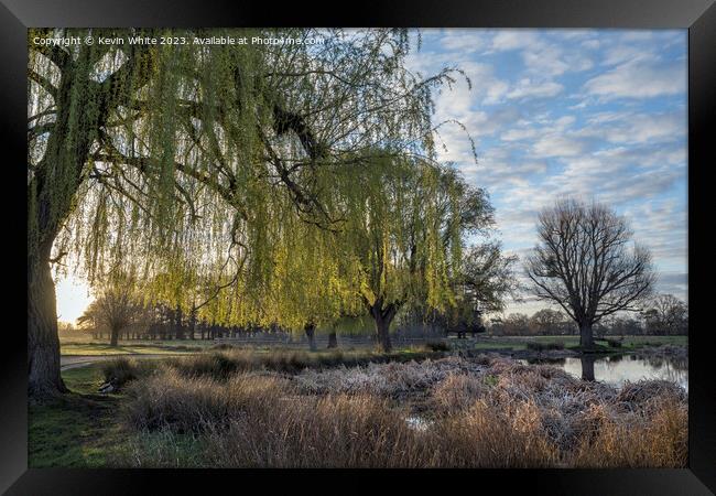 Weeping Willow tree catches the light of  morning sunrise Framed Print by Kevin White