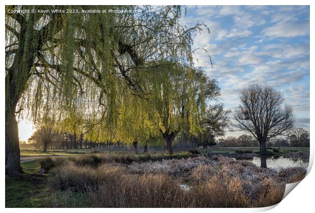 Weeping Willow tree catches the light of  morning sunrise Print by Kevin White
