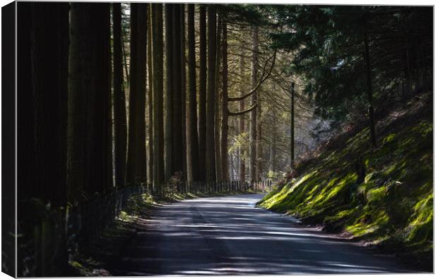 A sunlit country road Canvas Print by Leighton Collins