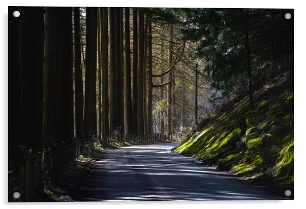 A sunlit country road Acrylic by Leighton Collins