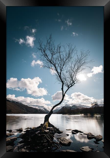 Lonely Tree Framed Print by Mark Jones
