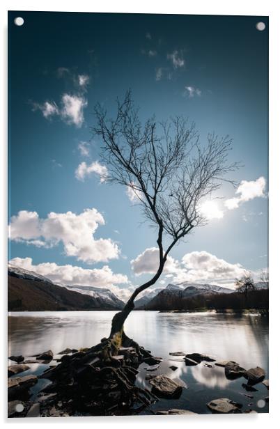 Lonely Tree Acrylic by Mark Jones