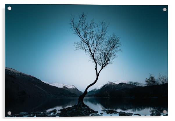 Lonely Tree Acrylic by Mark Jones