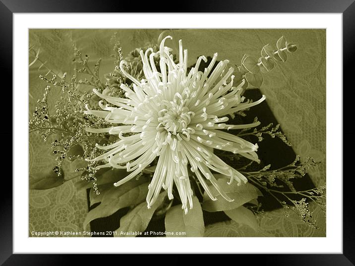 Spider Mum in Sepia Framed Mounted Print by Kathleen Stephens