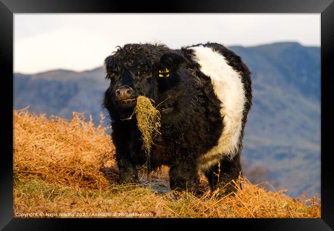 Chubby Cow With Attitude Framed Print by Nigel Wilkins