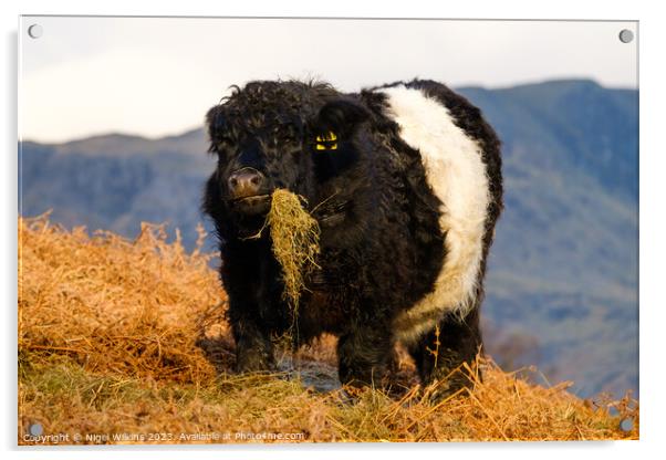 Chubby Cow With Attitude Acrylic by Nigel Wilkins