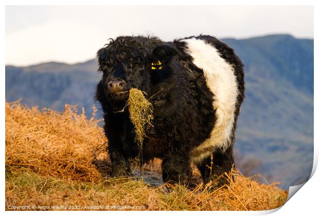 Chubby Cow With Attitude Print by Nigel Wilkins