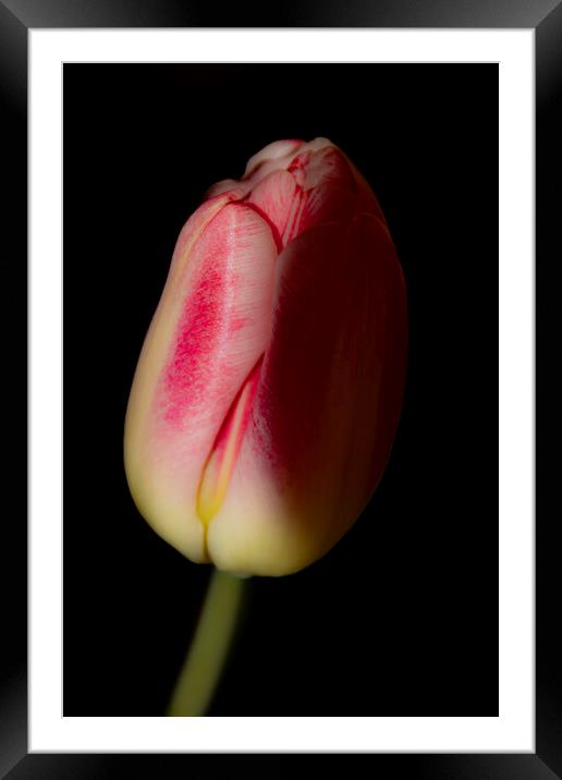 Tulip 03 Framed Mounted Print by Glen Allen