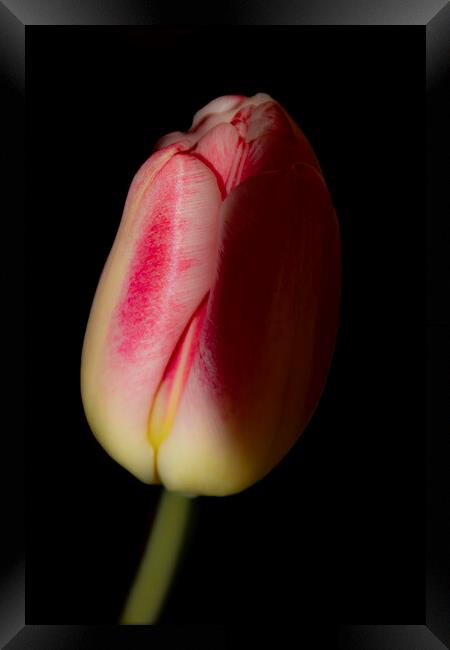 Tulip 03 Framed Print by Glen Allen