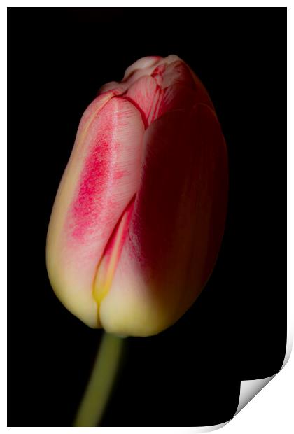 Tulip 03 Print by Glen Allen