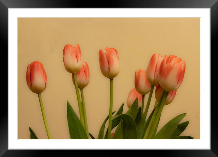 Tulips 03 Framed Mounted Print by Glen Allen