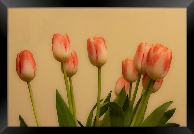 Tulips 03 Framed Print by Glen Allen