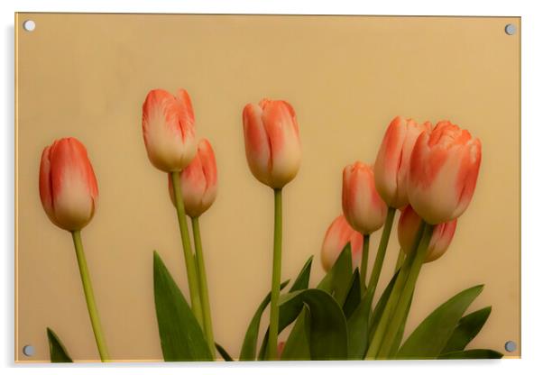 Tulips 03 Acrylic by Glen Allen