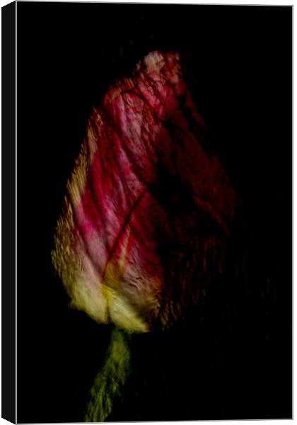 Tulip Abstract Canvas Print by Glen Allen
