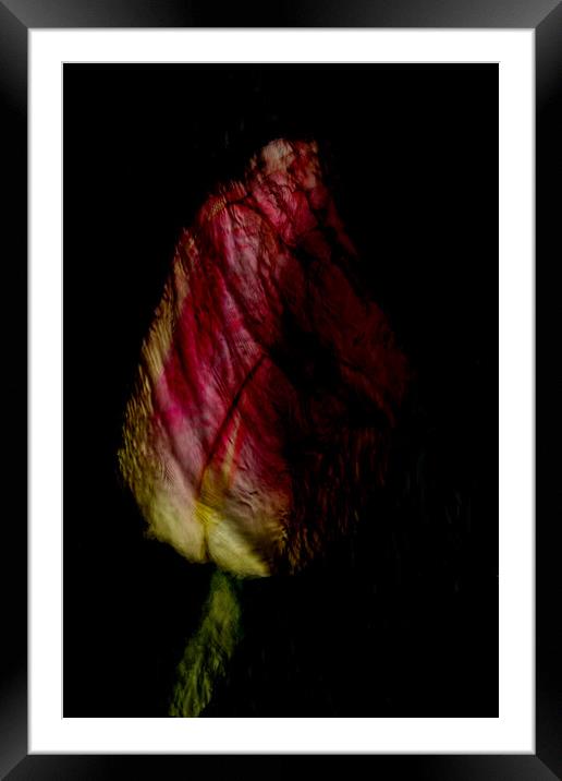 Tulip Abstract Framed Mounted Print by Glen Allen