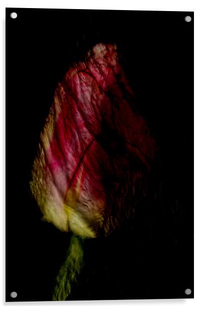 Tulip Abstract Acrylic by Glen Allen