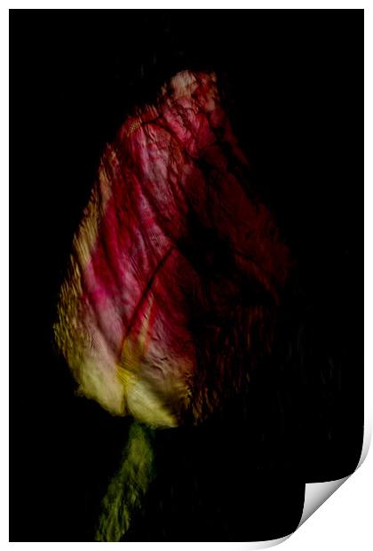 Tulip Abstract Print by Glen Allen