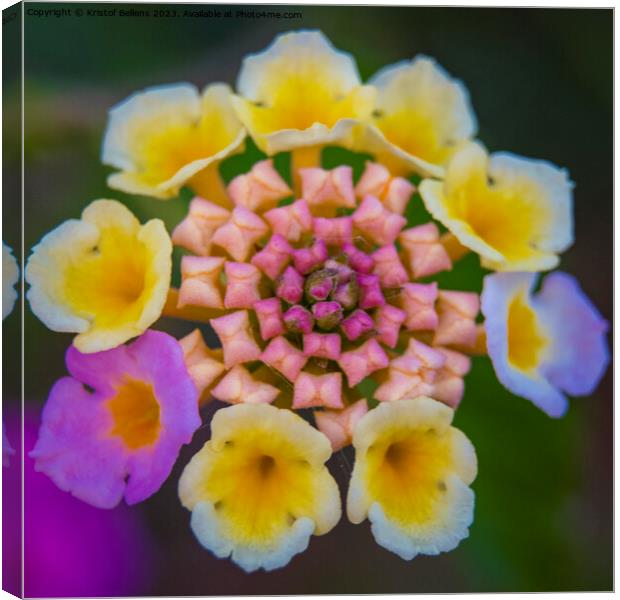 Vivid and colorful close-up of a lantana camara ornamental flower in the garden Canvas Print by Kristof Bellens