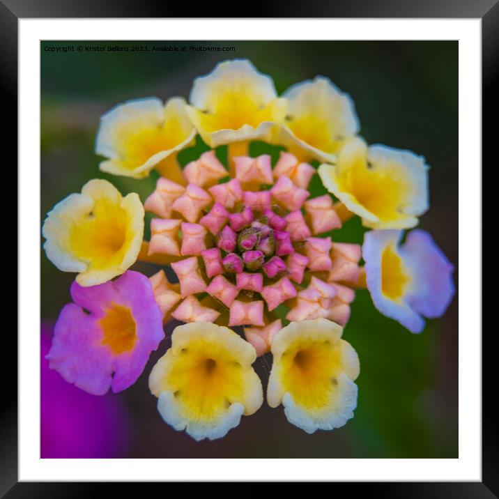 Vivid and colorful close-up of a lantana camara ornamental flower in the garden Framed Mounted Print by Kristof Bellens