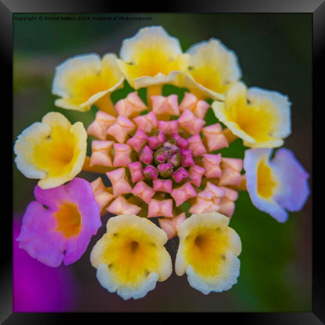 Vivid and colorful close-up of a lantana camara ornamental flower in the garden Framed Print by Kristof Bellens