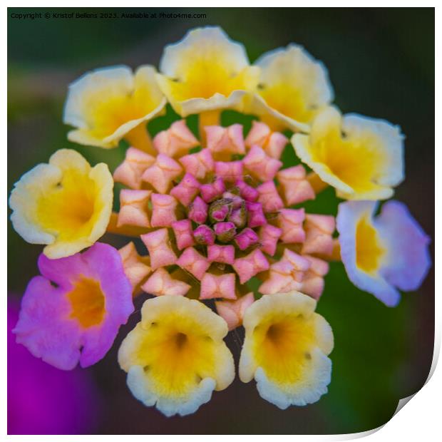 Vivid and colorful close-up of a lantana camara ornamental flower in the garden Print by Kristof Bellens