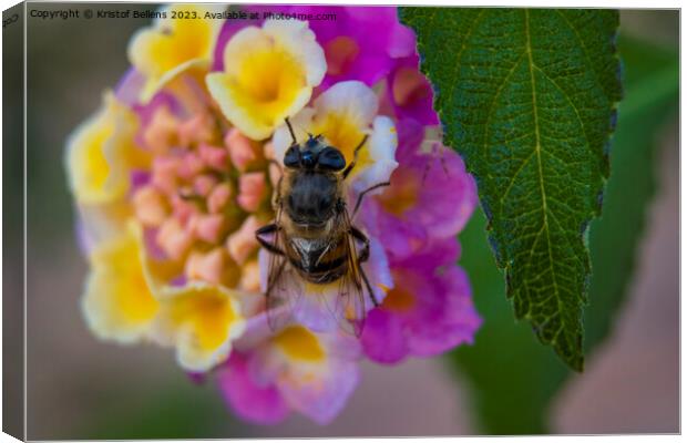 Bee eating nectar on a vivid and colorful close-up of a lantana camara ornamental flower in the garden Canvas Print by Kristof Bellens