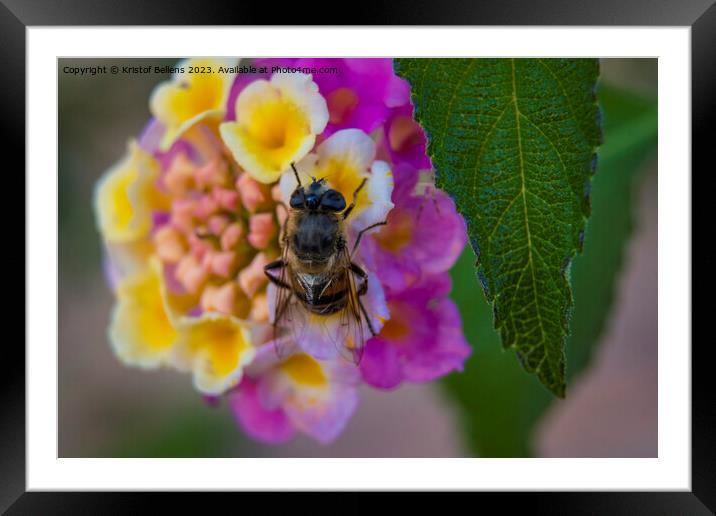 Bee eating nectar on a vivid and colorful close-up of a lantana camara ornamental flower in the garden Framed Mounted Print by Kristof Bellens