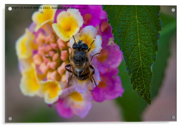 Bee eating nectar on a vivid and colorful close-up of a lantana camara ornamental flower in the garden Acrylic by Kristof Bellens