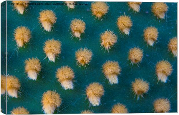 Closeup and macro shot of aereole of the Optunia cactus with aereole spines and glochids creating a pattern on green background Canvas Print by Kristof Bellens