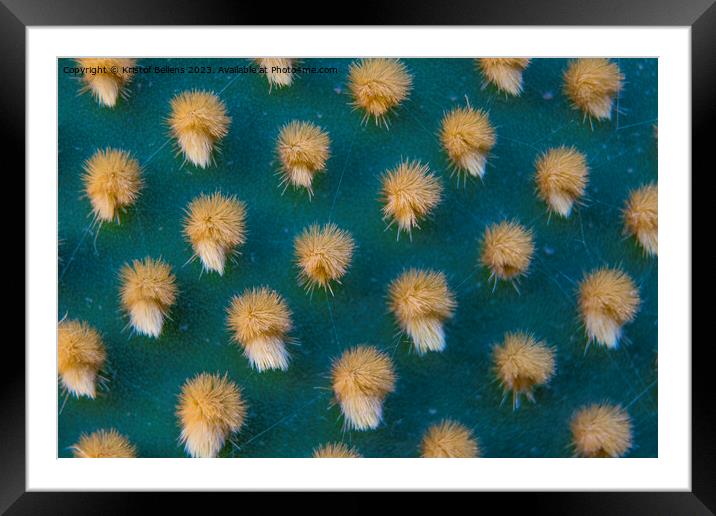 Closeup and macro shot of aereole of the Optunia cactus with aereole spines and glochids creating a pattern on green background Framed Mounted Print by Kristof Bellens