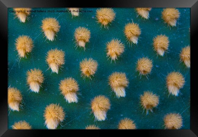 Closeup and macro shot of aereole of the Optunia cactus with aereole spines and glochids creating a pattern on green background Framed Print by Kristof Bellens