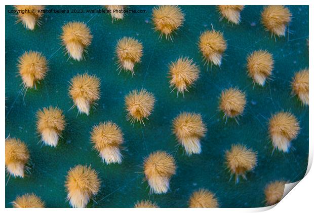 Closeup and macro shot of aereole of the Optunia cactus with aereole spines and glochids creating a pattern on green background Print by Kristof Bellens