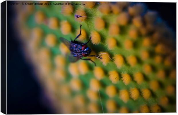 Closeup and macro shot of of a fly sitting on the aereole of the Optunia cactus with spines and glochids creating a pattern on green background Canvas Print by Kristof Bellens