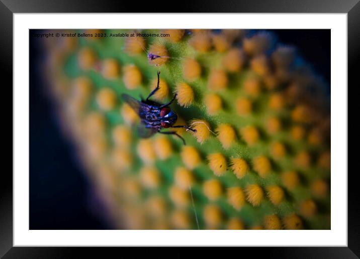 Closeup and macro shot of of a fly sitting on the aereole of the Optunia cactus with spines and glochids creating a pattern on green background Framed Mounted Print by Kristof Bellens