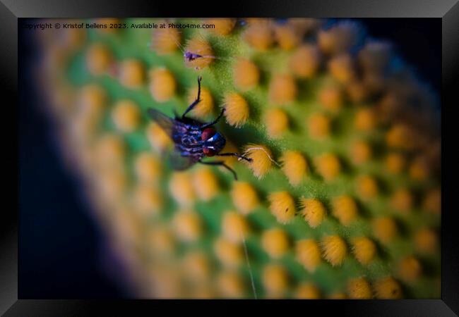 Closeup and macro shot of of a fly sitting on the aereole of the Optunia cactus with spines and glochids creating a pattern on green background Framed Print by Kristof Bellens