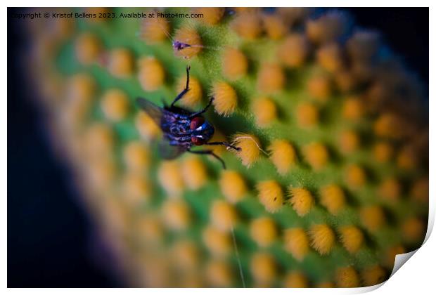 Closeup and macro shot of of a fly sitting on the aereole of the Optunia cactus with spines and glochids creating a pattern on green background Print by Kristof Bellens