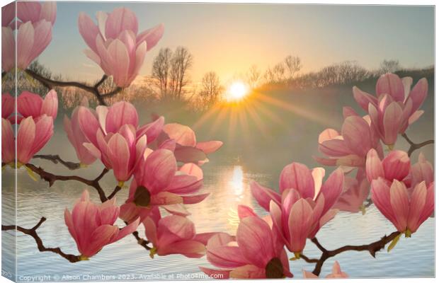 Magnolia Flowers Canvas Print by Alison Chambers