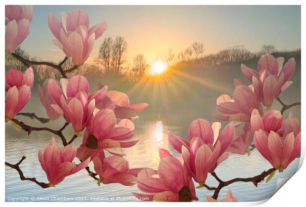 Magnolia Flowers Print by Alison Chambers