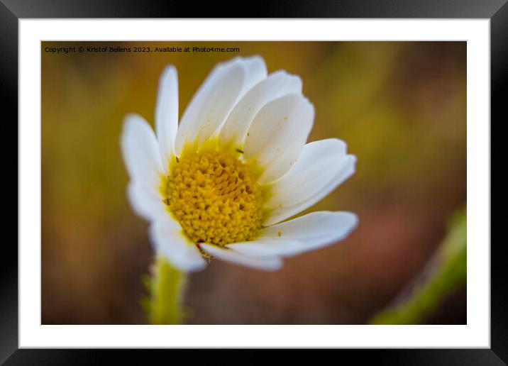 Closeup macro shot of flowering common daisy flower Framed Mounted Print by Kristof Bellens