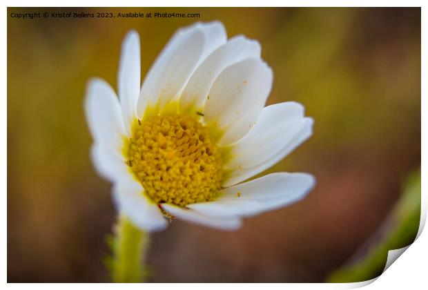 Closeup macro shot of flowering common daisy flower Print by Kristof Bellens