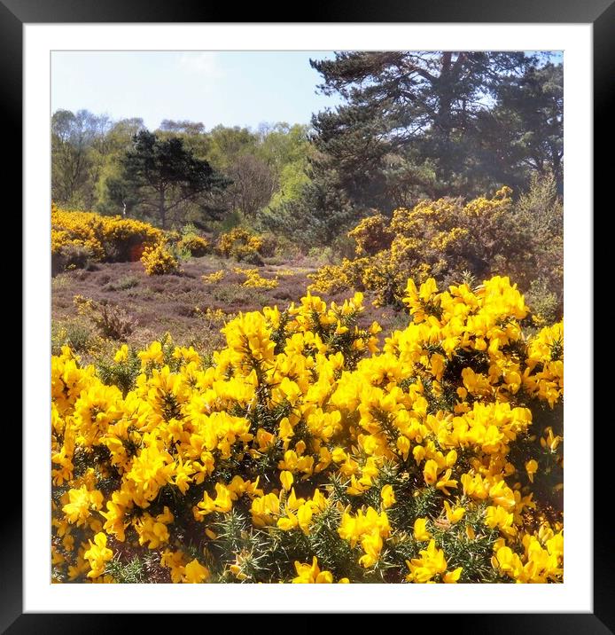 Walking in the gorse  Framed Mounted Print by Tony lopez