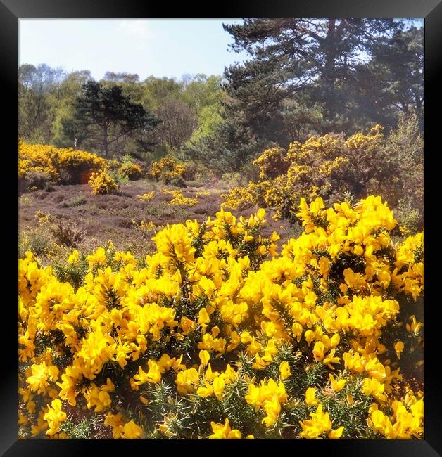 Walking in the gorse  Framed Print by Tony lopez