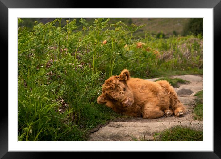 Highland calf  Framed Mounted Print by Andy Evans
